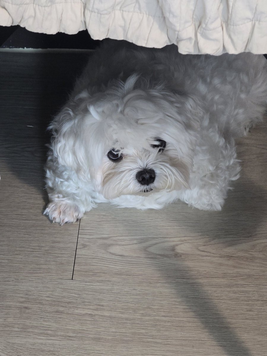 솜이 tweet media