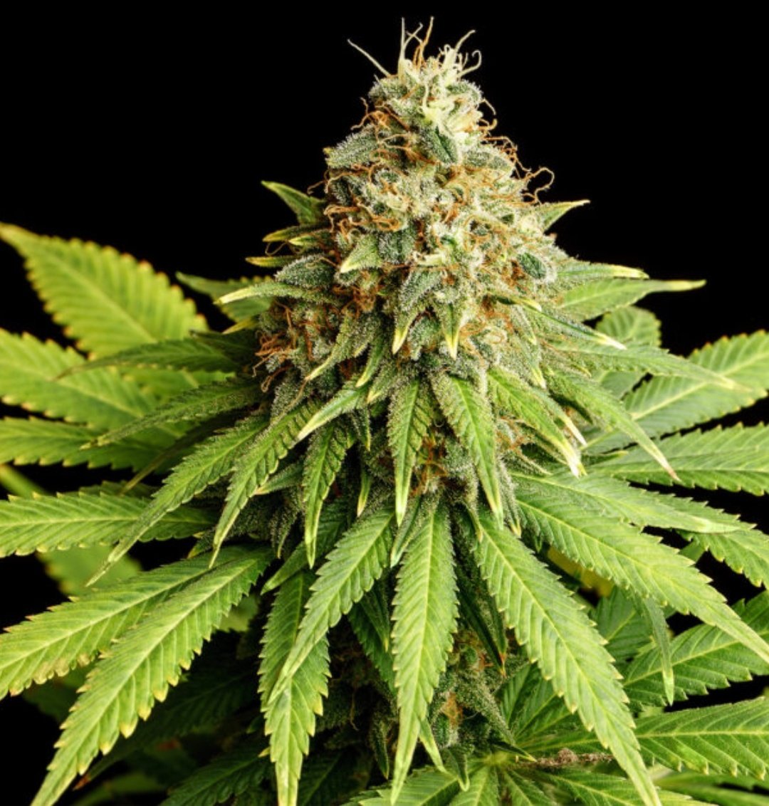 KannabiaSeedsDE's tweet photo. Als Ergebnis monatelanger Arbeit kommt #HellfireOG aus den #Kannabia-Schmieden und strahlt ihr volles Potenzial aus. Das Ergebnis einer Kreuzung zwischen Hellfire OG und einer White Widow, bietet diese neue feminisierte Sorte süße entspannende Effekte ☮️💚
https://t.co/WJ1FB2Unaa https://t.co/RQKg2evamp