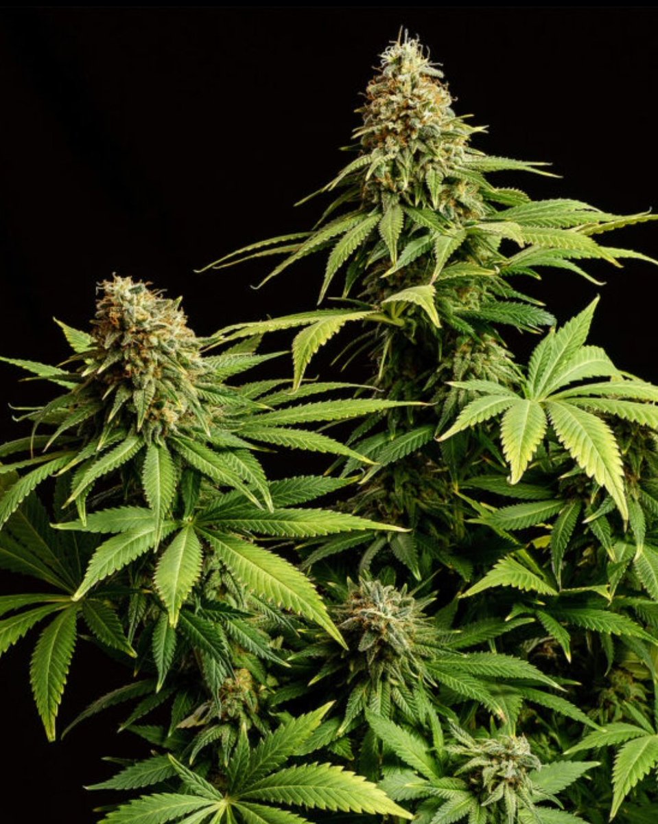 KannabiaSeedsDE's tweet photo. Als Ergebnis monatelanger Arbeit kommt #HellfireOG aus den #Kannabia-Schmieden und strahlt ihr volles Potenzial aus. Das Ergebnis einer Kreuzung zwischen Hellfire OG und einer White Widow, bietet diese neue feminisierte Sorte süße entspannende Effekte ☮️💚
https://t.co/WJ1FB2Unaa https://t.co/RQKg2evamp