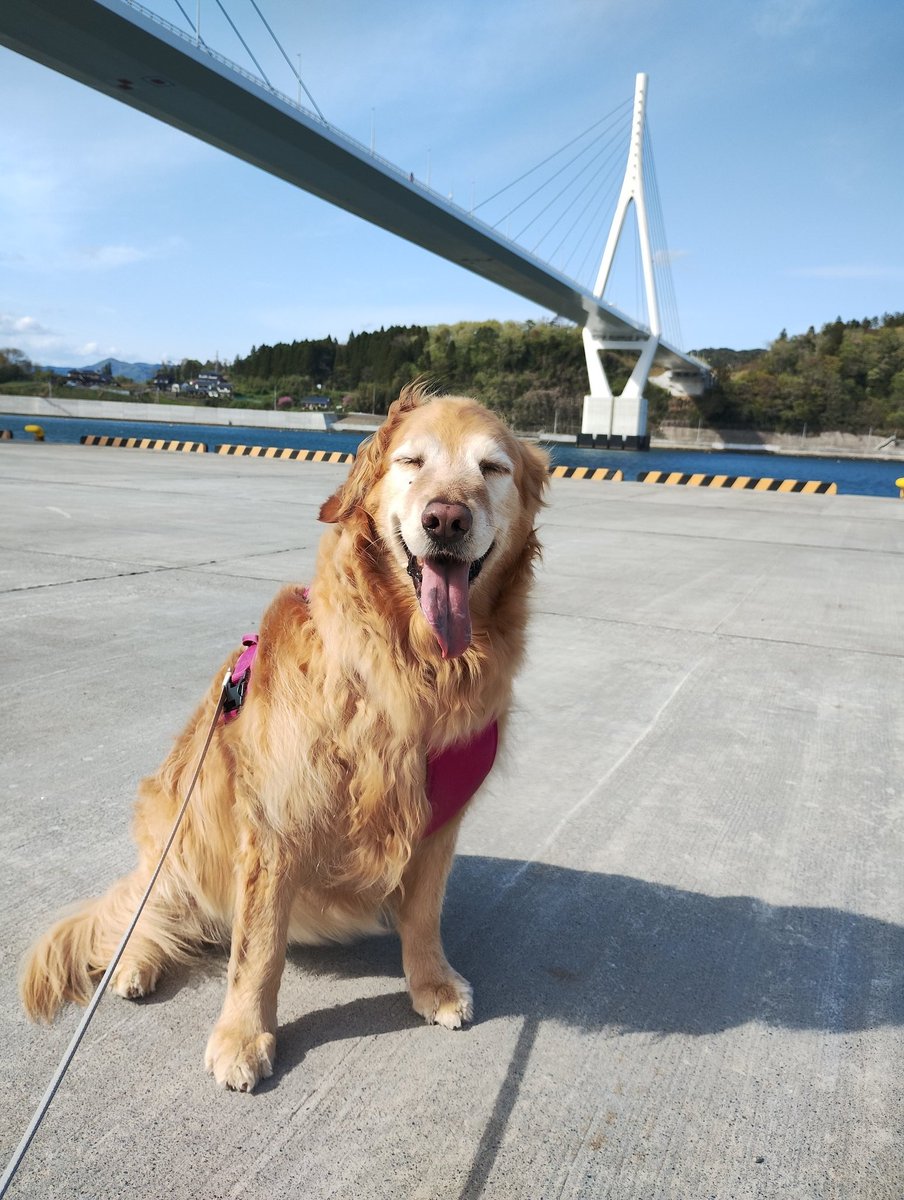 こんばんは。
茶子ですよ～🖐️
今日はちょこっとドライブ。
水は好きだが、波は怖い私で~す😅