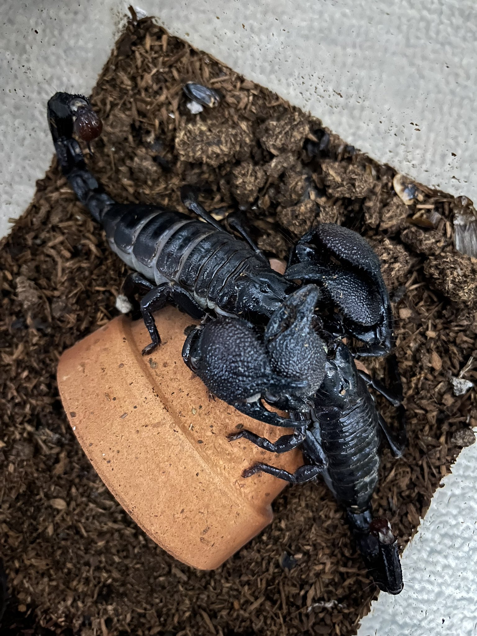 自家CB】ダイオウサソリ5匹 胴長1.5〜2cm