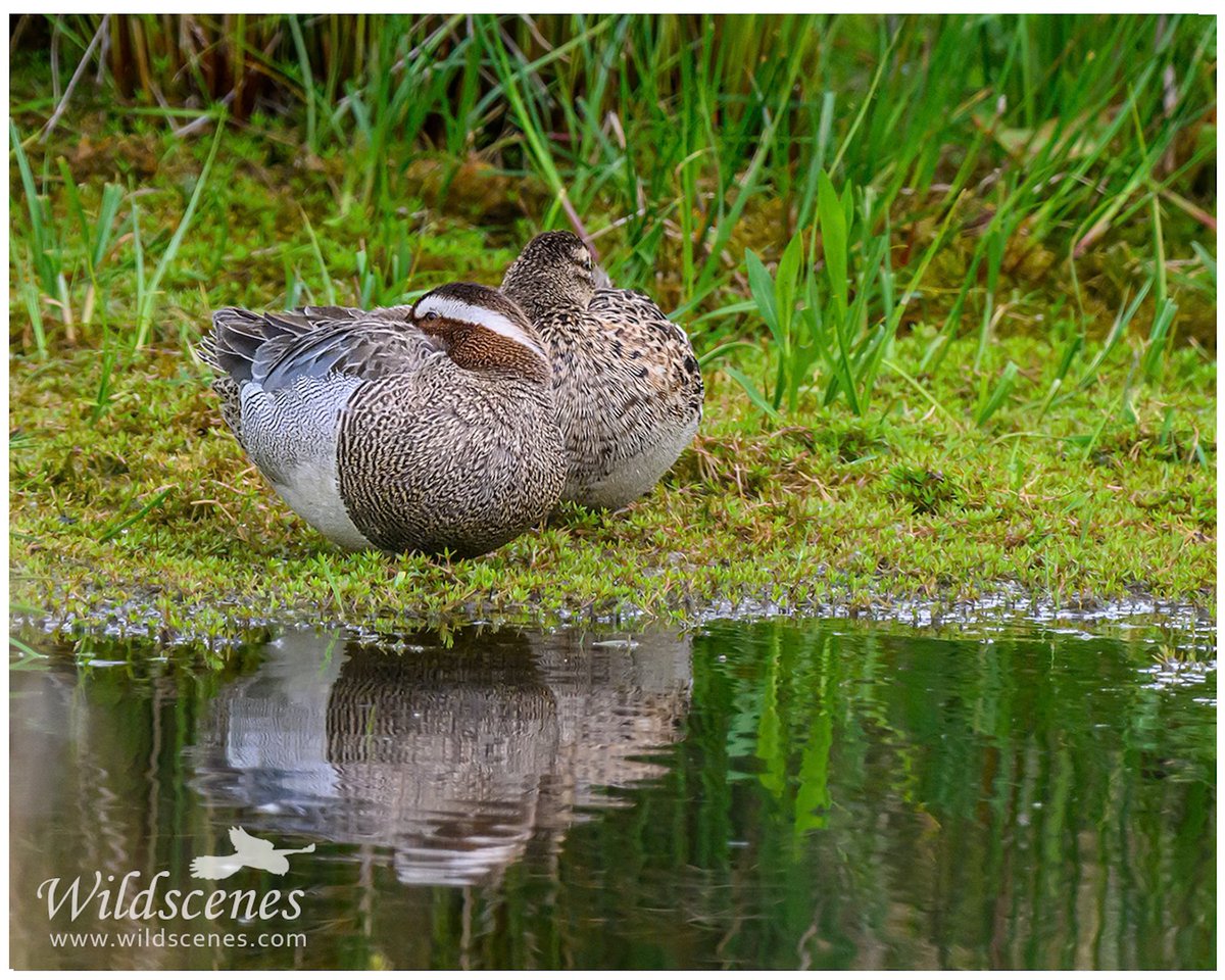 John Gardner (@wildscenesuk) on Twitter photo A pair of garganey snoozing in a sheltered spot <a href="/RSPBAireValley/">RSPB Fairburn Ings and RSPB St Aidan’s</a> St. Aidens yesterday.
<a href="/Natures_Voice/">RSPB</a> <a href="/BBCSpringwatch/">BBC Springwatch</a> <a href="/SwillyIngsBG/">Swillington Ings Bird Group</a> A pair of garganey snoozing in a sheltered spot <a href="/RSPBAireValley/">RSPB Fairburn Ings and RSPB St Aidan’s</a> St. Aidens yesterday.
<a href="/Natures_Voice/">RSPB</a> <a href="/BBCSpringwatch/">BBC Springwatch</a> <a href="/SwillyIngsBG/">Swillington Ings Bird Group</a>
