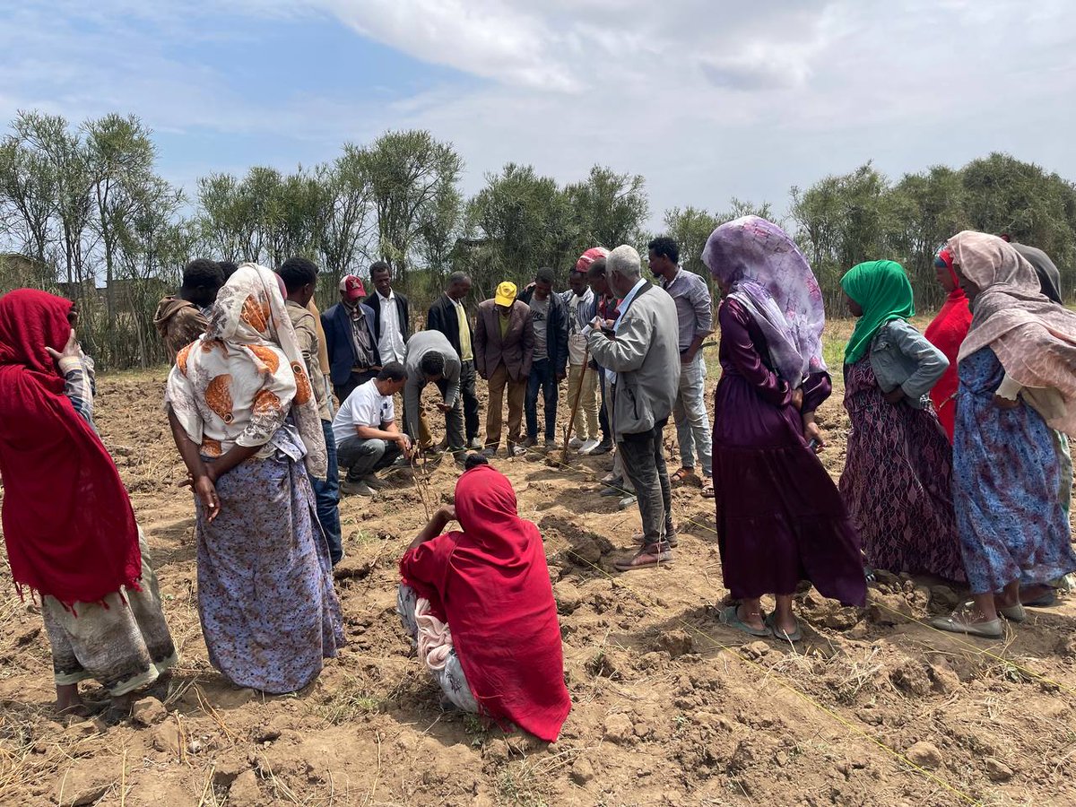 upscale_h2020's tweet image. 🚜 Discover how a recent training in Arsi Negele, Ethiopia, is equipping farmers and development agents with practical skills to implement Push-Pull Technology—boosting crop yields, improving soil, and building climate resilience from the ground up.
🔗 upscale-h2020.eu/building-clima…