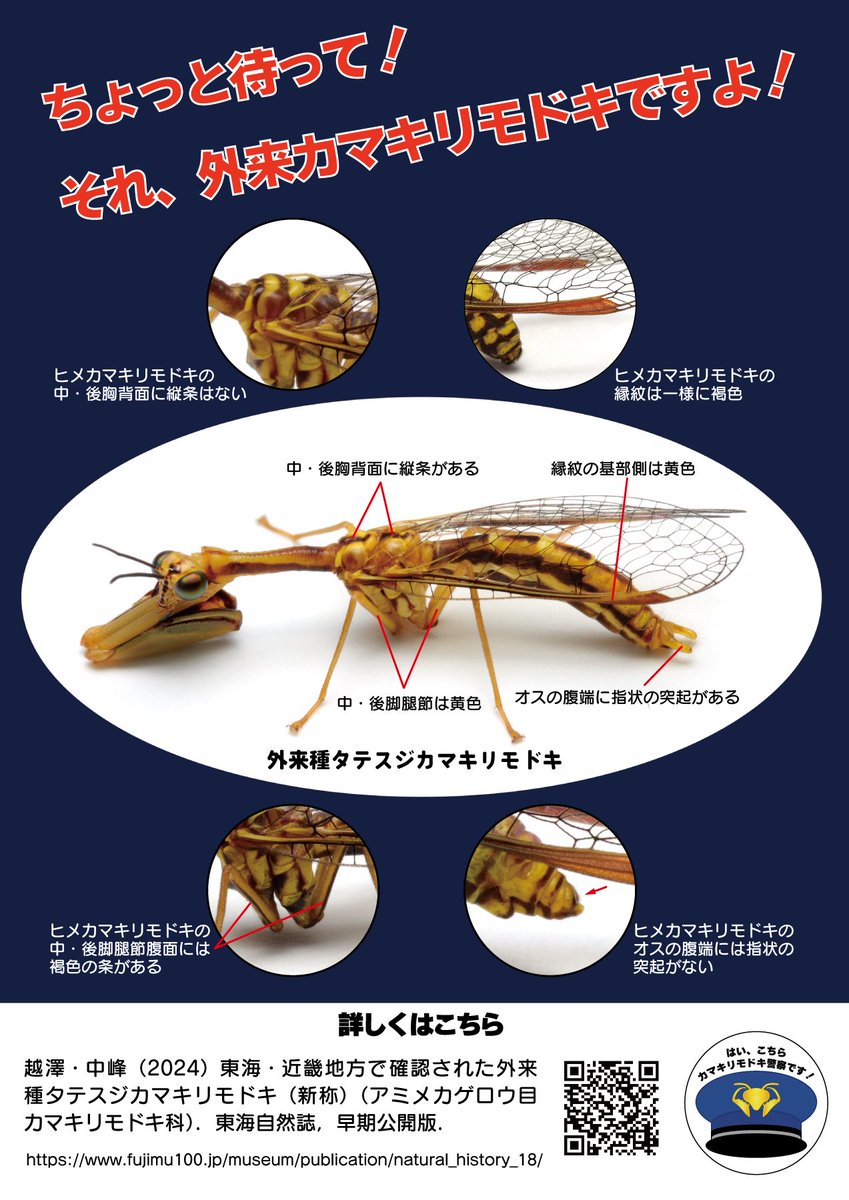 タテスジカマキリモドキが出始めたようです。今のところ東海・近畿で見つかっていますが今年はどうでしょう。