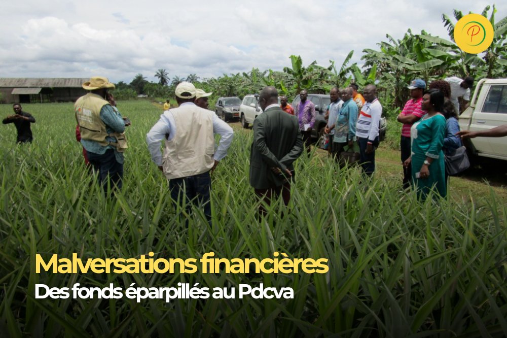 magazinepj's tweet image. Il y a de forts soupçons de malversations financières au Projet de développement des chaînes de valeurs agricoles. Une poursuite judiciaire est envisagée contre certains responsables.
#MalversationsFinancières #Pdcva #TransparenceFinancière #Corruption #GestionDesFonds…