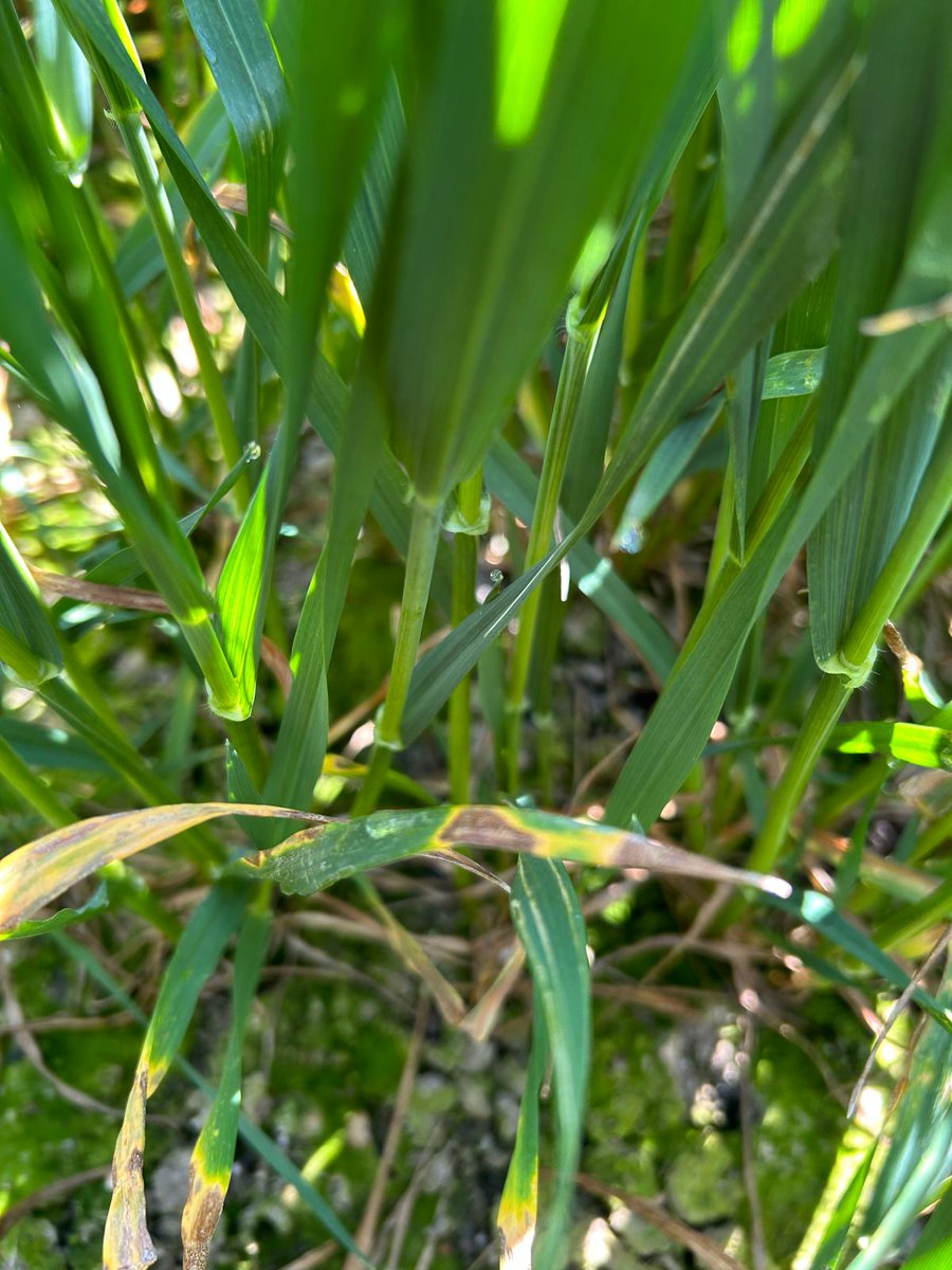 ADAMA (@adamauk_) on Twitter photo ☀️ Field visit to ADAMA trial plots in sunny Aberdeenshire <a href="/ScotAgCoOp/">Scottish Agronomy Ltd</a> recently.
Wheat looking fantastic with trace levels septoria in untreated plots. No yellow rust evident but wouldn’t be a surprise if it presents soon.
#OutAndAbout with <a href="/AllyEccles/">Alistair Eccles</a>. ☀️ Field visit to ADAMA trial plots in sunny Aberdeenshire <a href="/ScotAgCoOp/">Scottish Agronomy Ltd</a> recently.
Wheat looking fantastic with trace levels septoria in untreated plots. No yellow rust evident but wouldn’t be a surprise if it presents soon.
#OutAndAbout with <a href="/AllyEccles/">Alistair Eccles</a>.