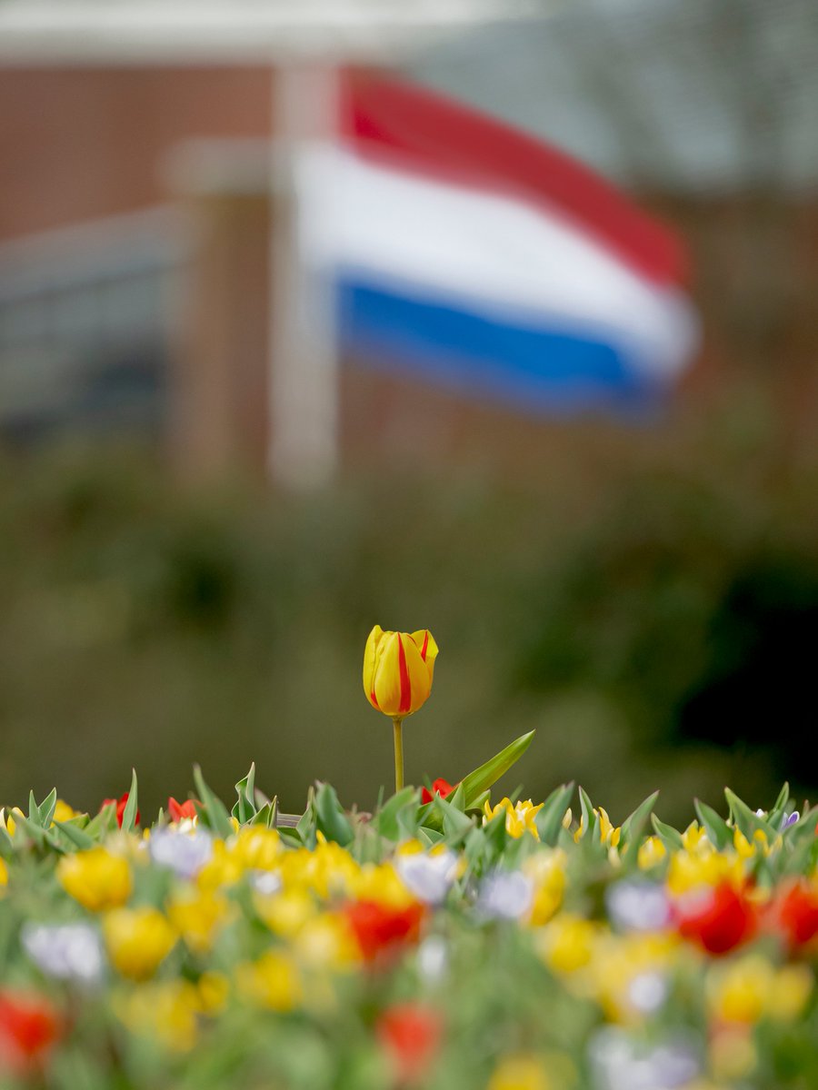 Today we celebrate 80 years of freedom in the Netherlands. That’s why we’re putting the tulip Freedom Flame in the spotlight. The colors yellow and red make it look like a flame, a symbol of living in freedom!🇳🇱