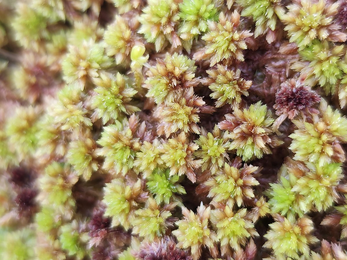 mossworld's tweet photo. Lovely Sphagnums I found on holidays in Northern Ireland and Ireland. They come in so many colours and shapes and sizes! No wonder I love the British Isles so much ... #peat #peatmoss #mossmatters #wetlands #sphagnum @BSBIbotany @BSBI_Ireland https://t.co/T9B8XpX59w