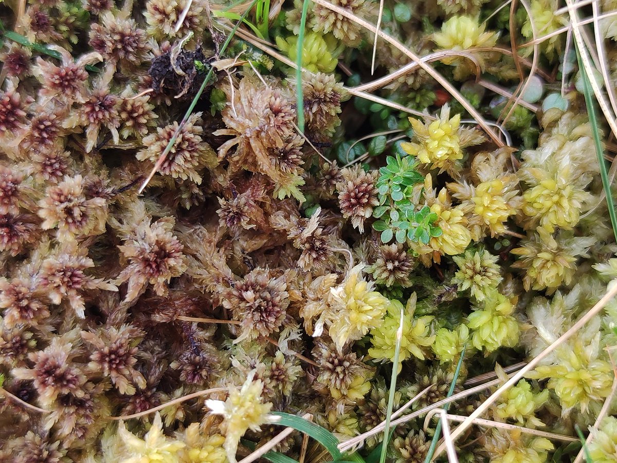 mossworld's tweet photo. Lovely Sphagnums I found on holidays in Northern Ireland and Ireland. They come in so many colours and shapes and sizes! No wonder I love the British Isles so much ... #peat #peatmoss #mossmatters #wetlands #sphagnum @BSBIbotany @BSBI_Ireland https://t.co/T9B8XpX59w