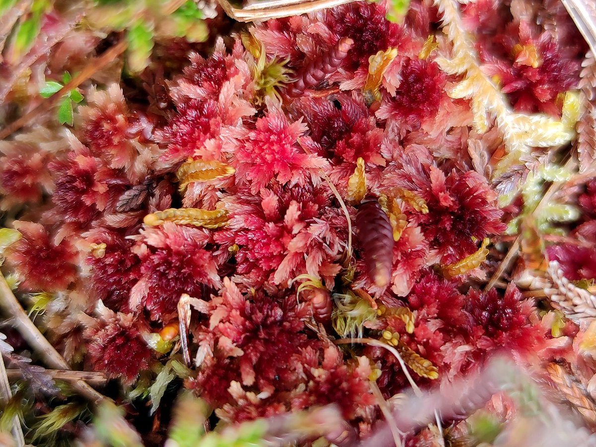 Lovely Sphagnums I found on holidays in Northern Ireland and Ireland. They come in so many colours and shapes and sizes! No wonder I love the British Isles so much ... #peat #peatmoss #mossmatters #wetlands #sphagnum <a href="/BSBIbotany/">BSBI: Botanical Society of Britain & Ireland</a> <a href="/BSBI_Ireland/">BSBI Ireland</a>