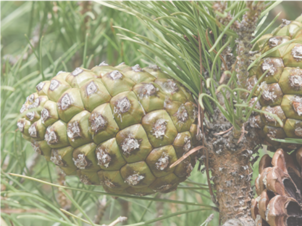 Novetats de l'Observatori Forestal Català - Núm. 45 - mailchi.mp/db18de1a2747/l…