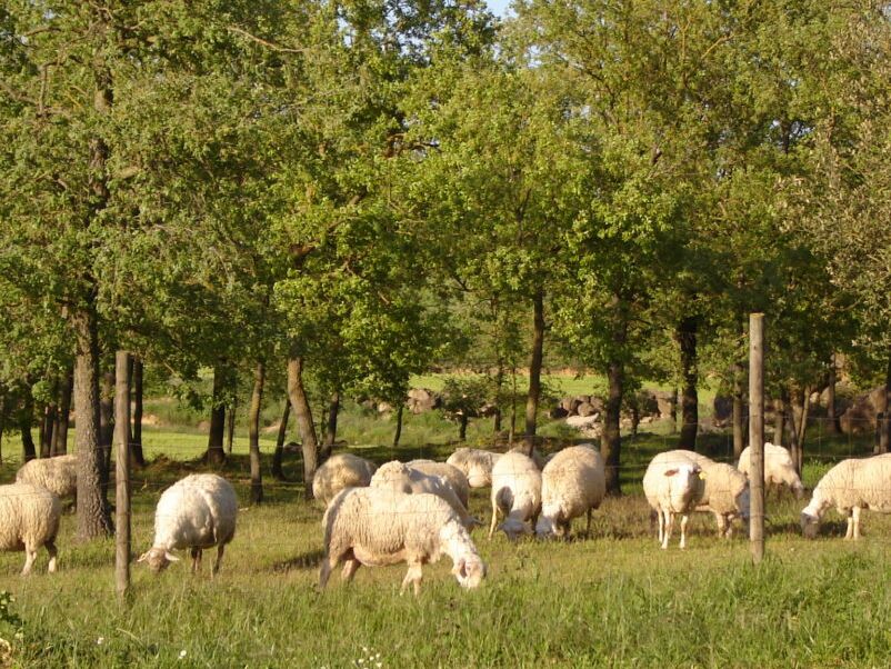 Observatori Forestal Català tweet media