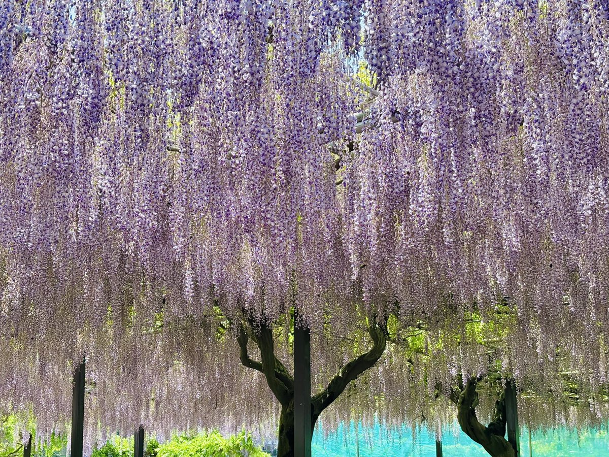 ジョイのGW🎌①
藤の花を見に行ったよ〜
びっくりするくらい綺麗でした🌸