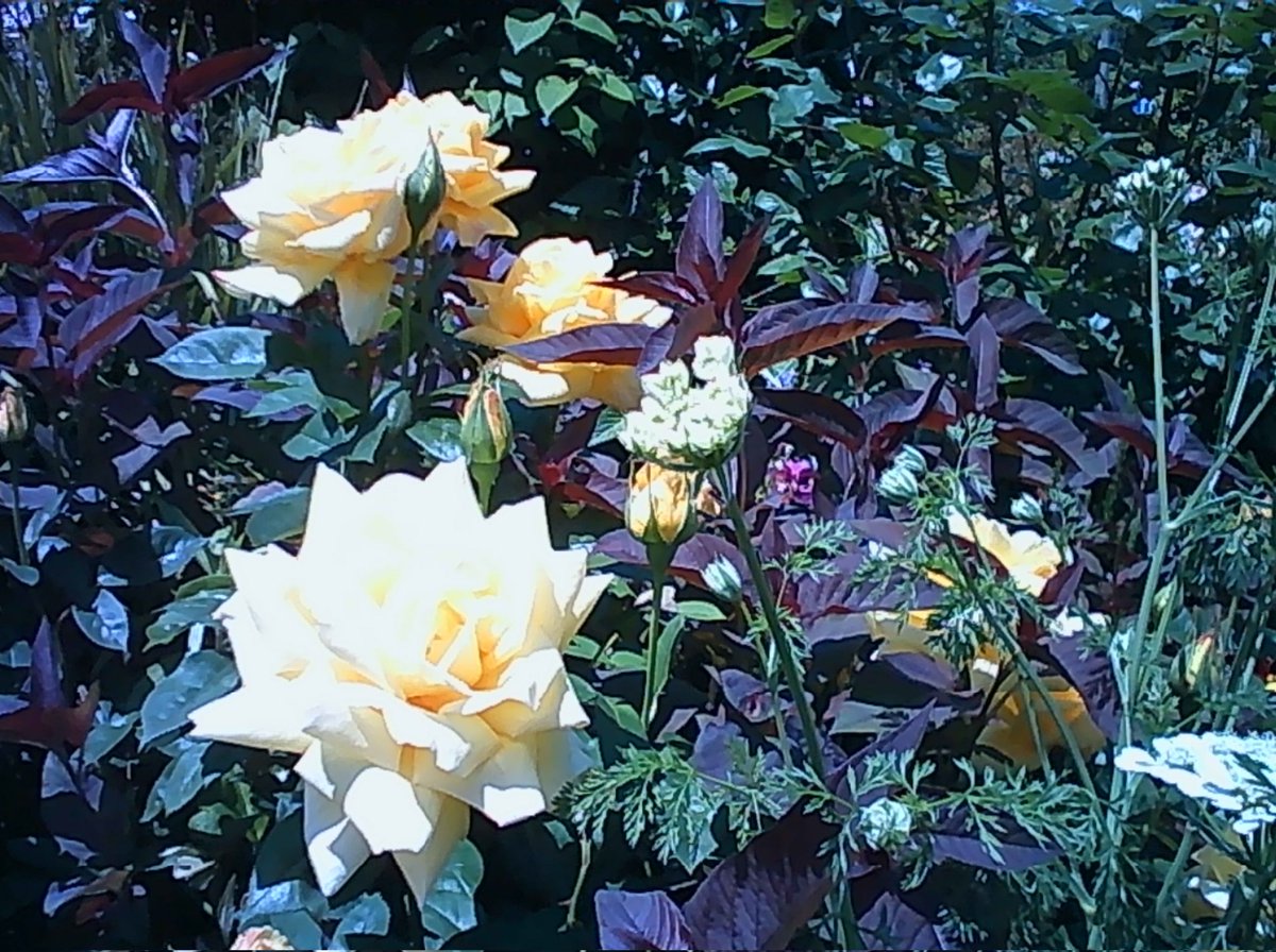 Kayori_1963's tweet image. #PIENIFLEX とユニバ散歩63
ローズガーデンは満開🌹いい天気だったので白飛びしてますが、それにも負けない存在感です。
#USJファン #ユニバ