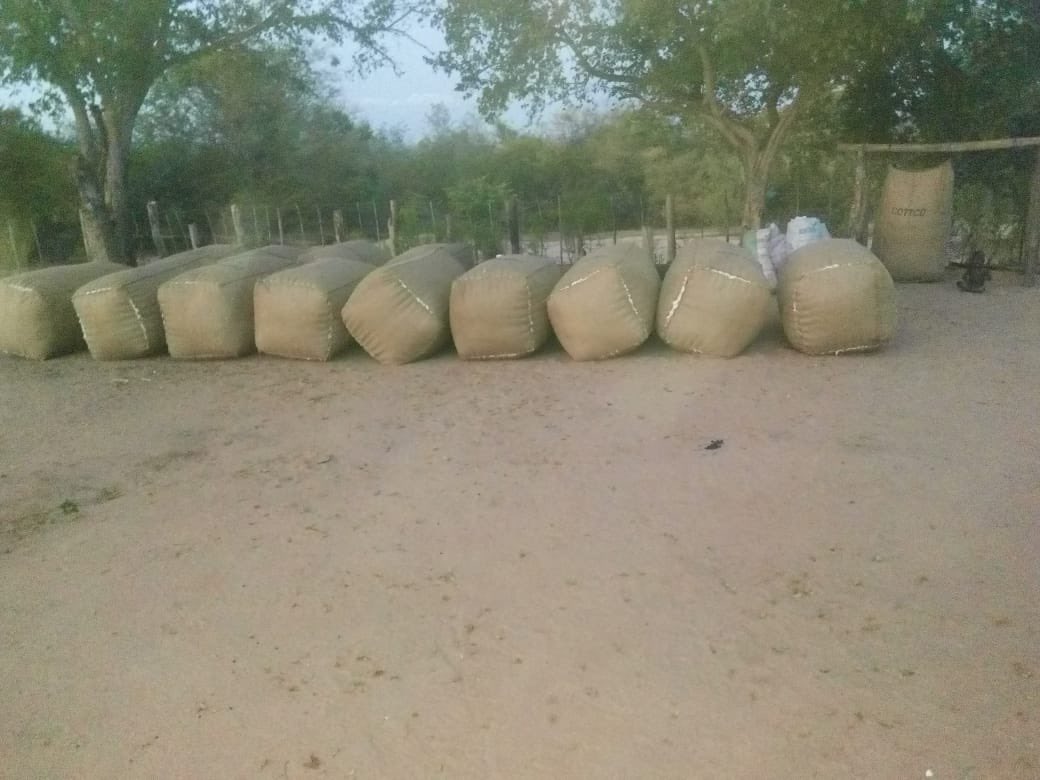 #FieldUpdate
Gift Nyamaharo in Chikombonye under Mutoko Central contracted 4 hactares expecting 18 bales but already loaded 12 bales. 
#TransformingCommunities