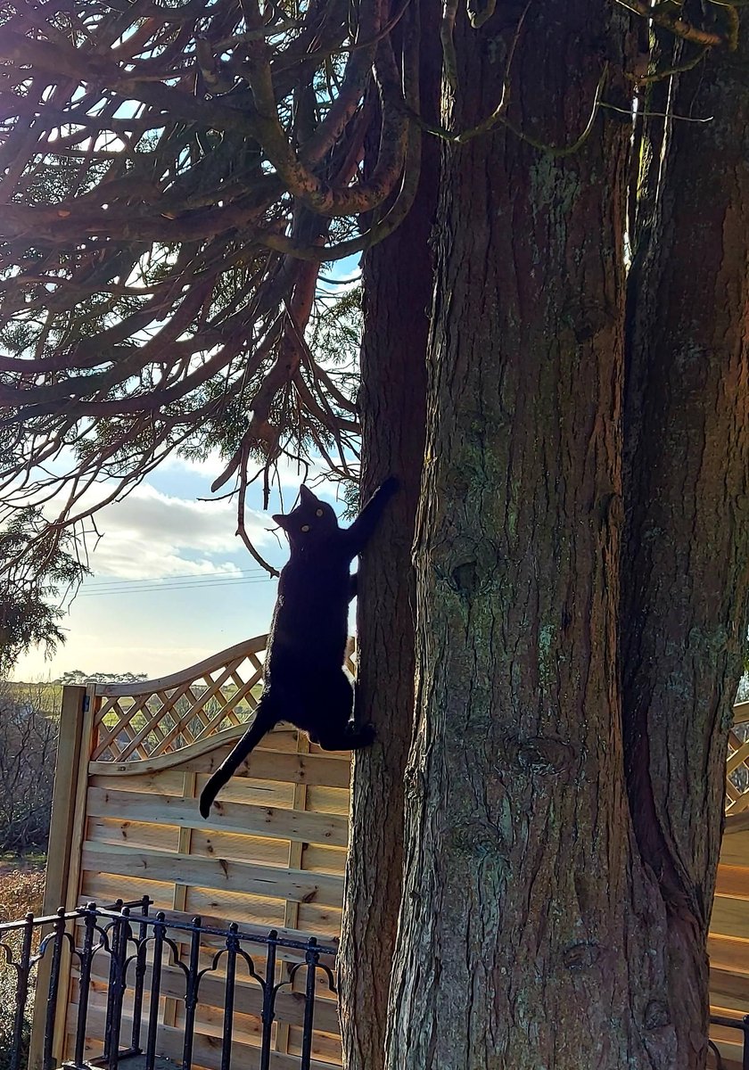 Hallie Cat enjoying some Springtime fun around the farm! 🐈‍⬛ 

#HallieCat #Cute #BlackCat #ClyneFarmCentre #SelfCatering #Swansea #Wales #Staycation #WelshHoliday #FindYourEpic #StaycationUK #Holiday #HolidayCottagesUK #HolidayCottages #UKHolidays #DogFriendly #PetFriendly
