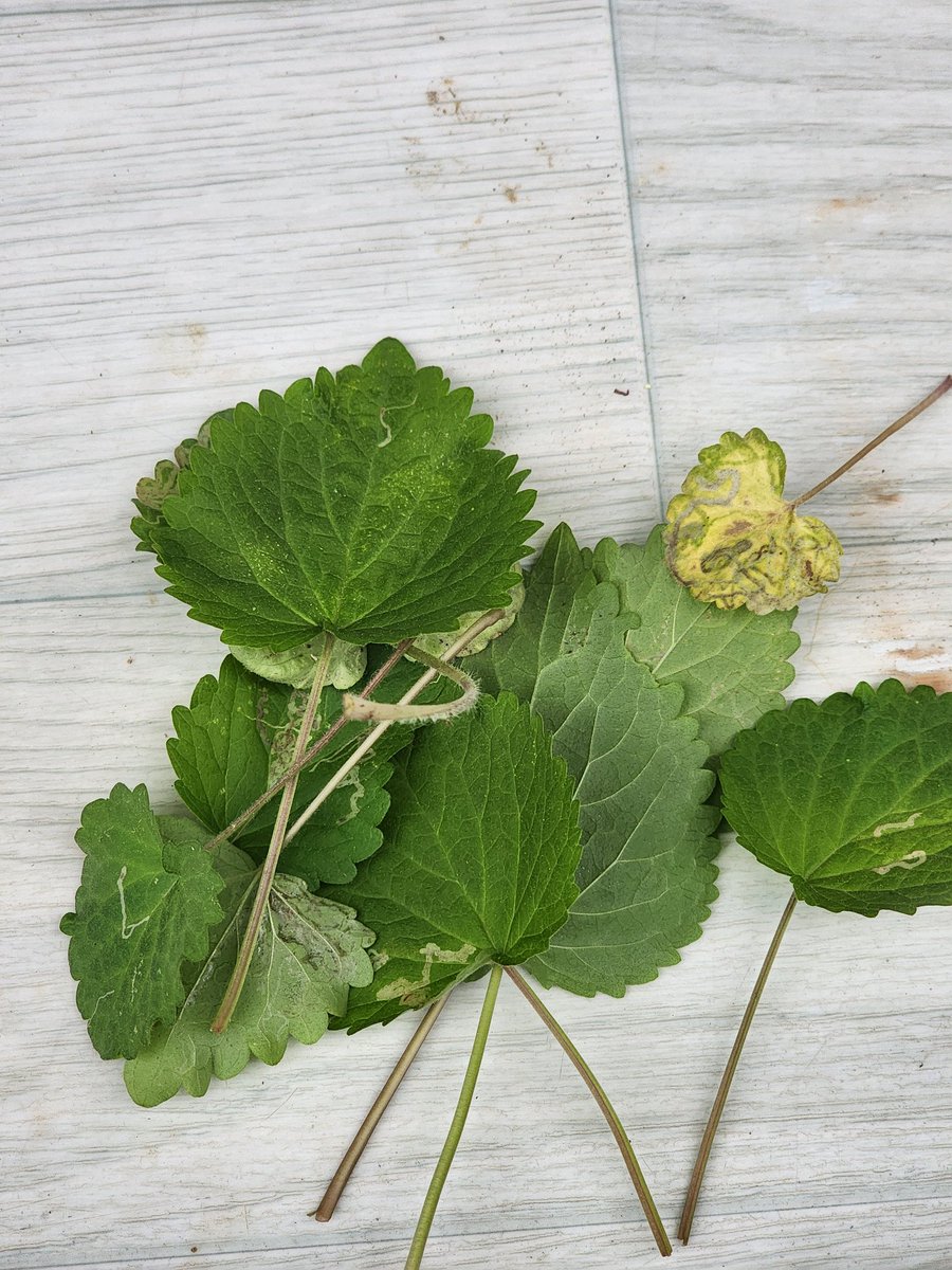 굴파리 왔다가 화려한 발자취남기고가심
빡쳐서 라이터로 한장한장 지져버림