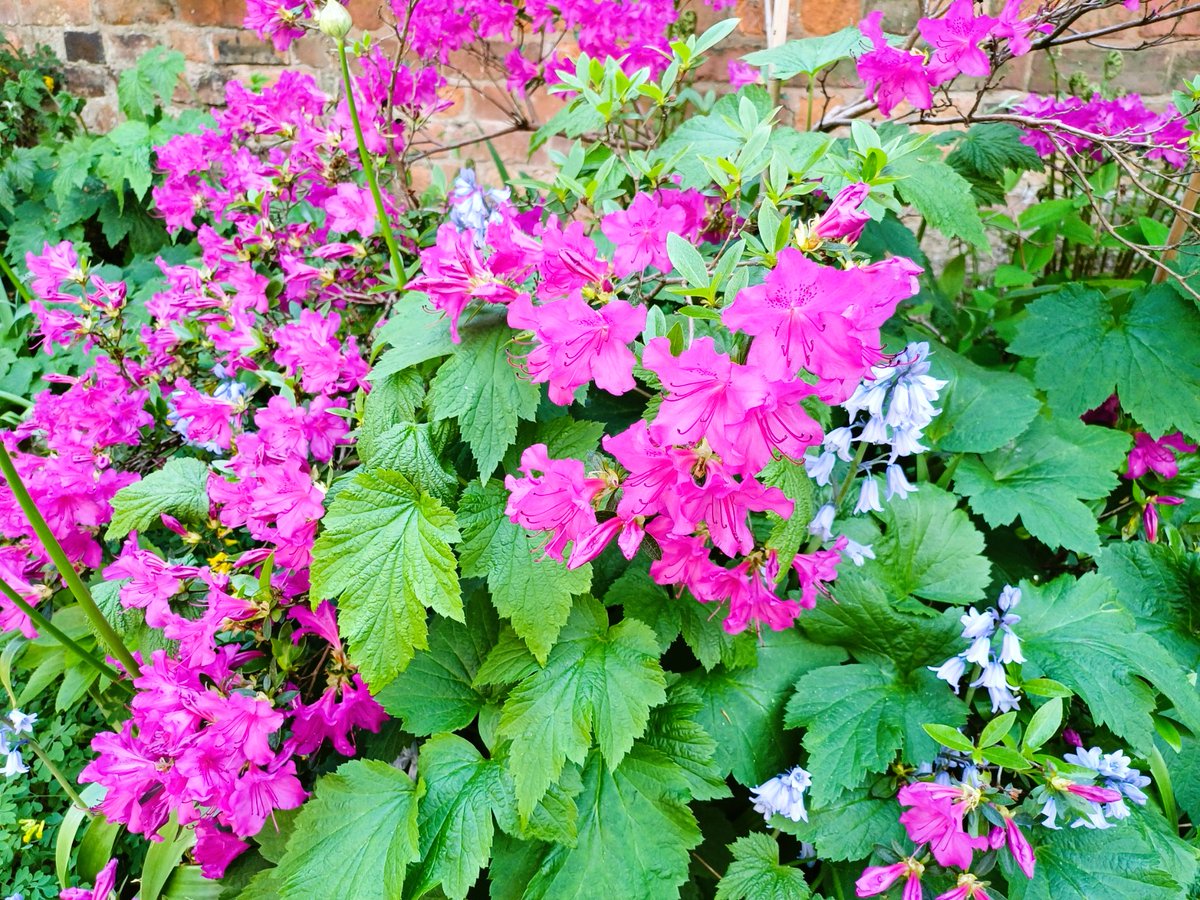 Patricia Cooper (@pac1610) on Twitter photo Happy #MagentaMonday! 🌺🪻🌺🪻🌺 <a href="/ThePhotoHour/">#ThePhotoHour</a> #flowers #FlowerPhotography #FlowersofX #NaturePhotography #BankHolidayMonday Happy #MagentaMonday! 🌺🪻🌺🪻🌺 <a href="/ThePhotoHour/">#ThePhotoHour</a> #flowers #FlowerPhotography #FlowersofX #NaturePhotography #BankHolidayMonday