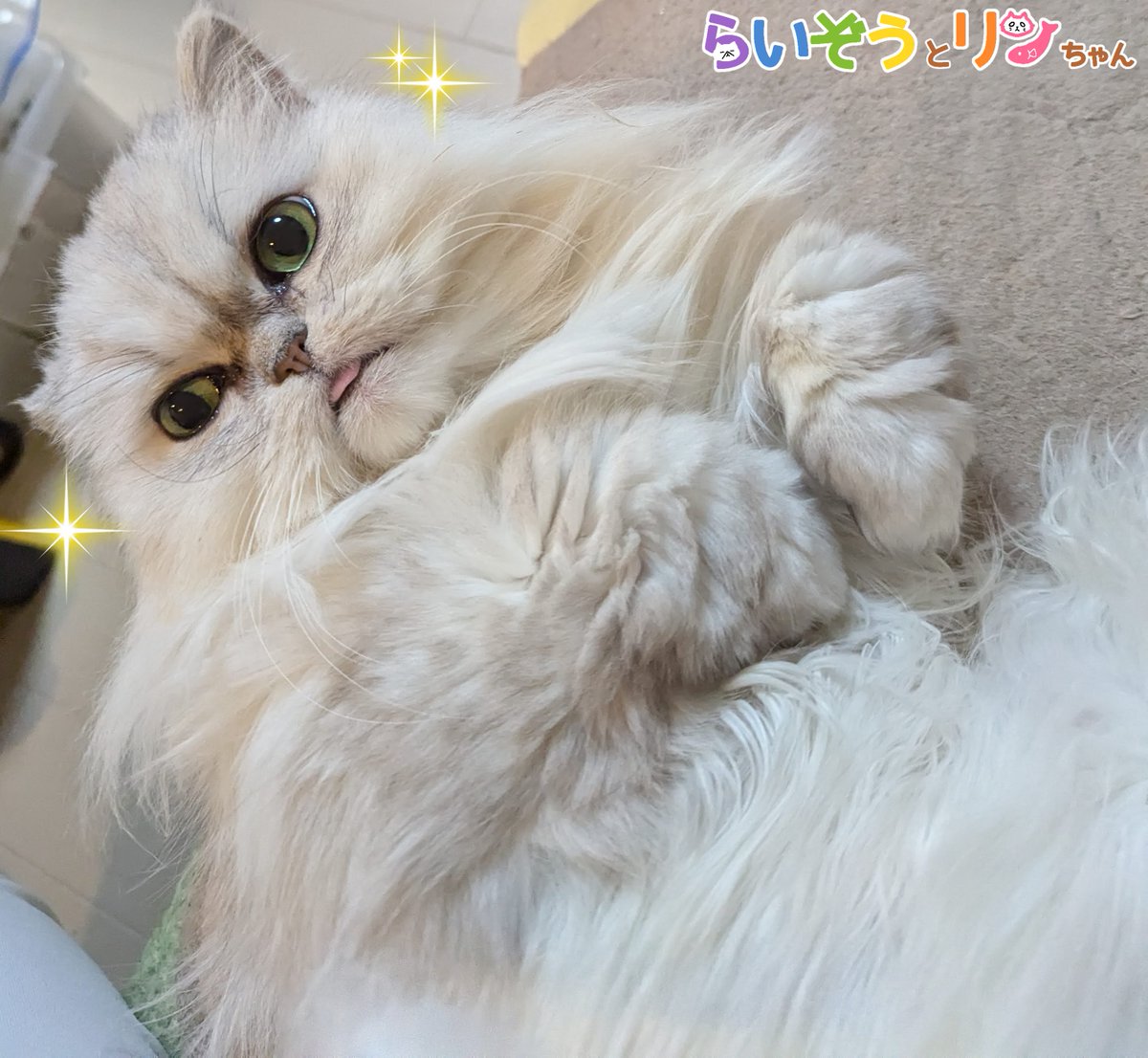 猫 Amazon.co.jp: Naviconvex キャットホイール 猫の車輪 XL 直径