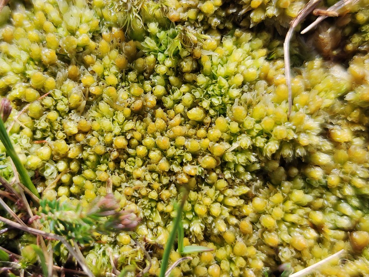 Could this possibly be Sphagnum compactum? What do you think? Every guess welcome. <a href="/sambbryo/">Sam Bosanquet</a> <a href="/CalumUrquhart1/">Calum Urquhart</a> <a href="/RyanClarkNature/">Ryan Clark</a> <a href="/ReskiLab/">Ralf Reski 🇩🇪🇪🇺</a> <a href="/moorsforfuture/">Moors for the Future</a> <a href="/SphagnumPI/">Charlie Campbell, PhD</a>