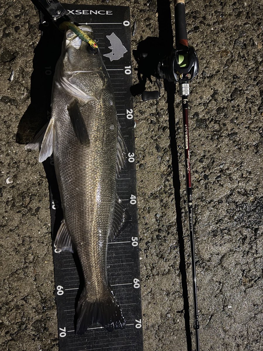 eyooooo5's tweet photo. 夜の部🎣
夜はヒラとマルが混在🐟
それぞれ引も体力も色も
違うから楽しい😇
条件揃えば簡単に釣れるw
実家から歩いて30秒で
こんな釣れるとか天国やろ？
あざっす♪ https://t.co/IVBr5dmBoK