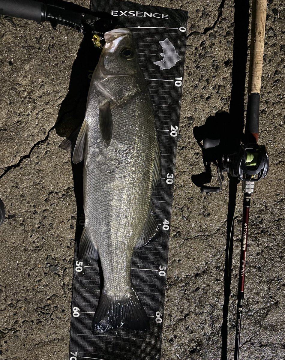 eyooooo5's tweet photo. 夜の部🎣
夜はヒラとマルが混在🐟
それぞれ引も体力も色も
違うから楽しい😇
条件揃えば簡単に釣れるw
実家から歩いて30秒で
こんな釣れるとか天国やろ？
あざっす♪ https://t.co/IVBr5dmBoK