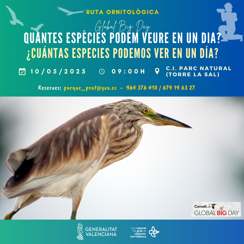 🦜Ruta Ornitológica en PN Torre de la Sal en el Global Big Day: ¿Cuántas especies podemos ver en un día?
#gvamediambient 
#gvaparcsnaturals 
#pncabanestorreblanca