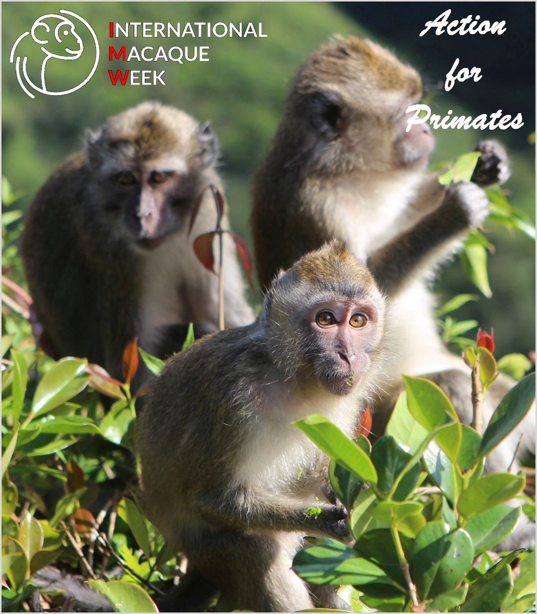 Action4Primates's tweet image. It is #InternationalMacaqueWeek; an opportunity to promote understanding &amp;amp; respect for these amazing, intelligent &amp;amp; social non-human #primates, often the target of so much exploitation &amp;amp; persecution. To find out more: macaquecoalition.com/international-…  #MacaquePositivity