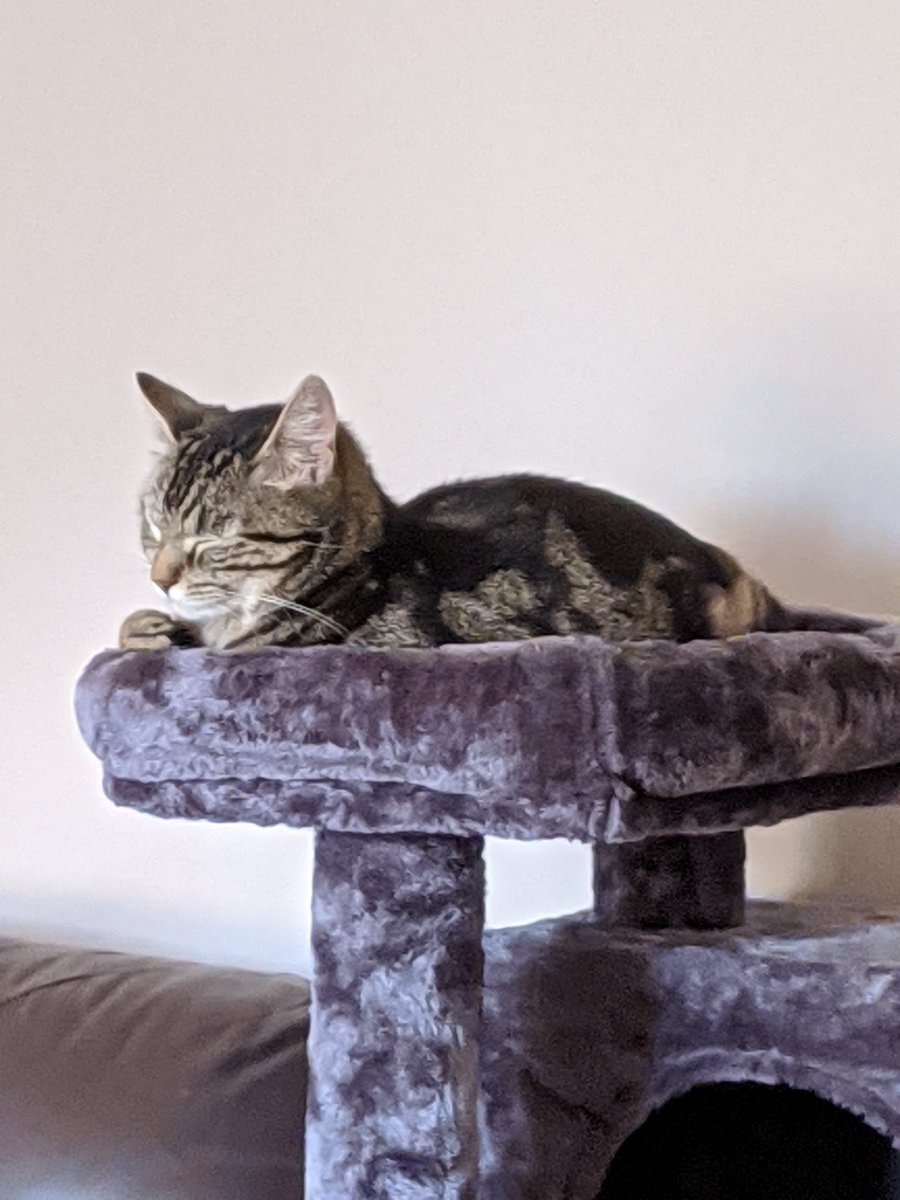 Maggie and ๐ Scribbles ๐ (@andy18512371) on Twitter photo Ickle me, on my gotcha day at the top of my cat tree, 5 years ago today! Thanks <a href="/ECCPostmanPappy/">Postman Pappyโ& Postman Panfurโs ECC Cards</a> for reminding Mum.. #HappyGotchaDay to me! #Tabby #CatsOfTwitter #Hedgewatch Ickle me, on my gotcha day at the top of my cat tree, 5 years ago today! Thanks <a href="/ECCPostmanPappy/">Postman Pappyโ& Postman Panfurโs ECC Cards</a> for reminding Mum.. #HappyGotchaDay to me! #Tabby #CatsOfTwitter #Hedgewatch