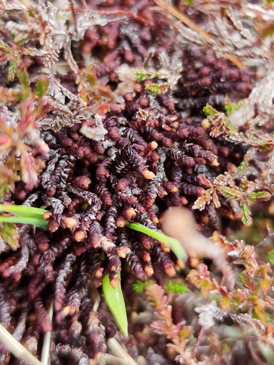 And another one I'm struggling with. Not sure but could be Frullania again. But substrate will not fit. Also found in between Sphagnum tufts ... 🤔