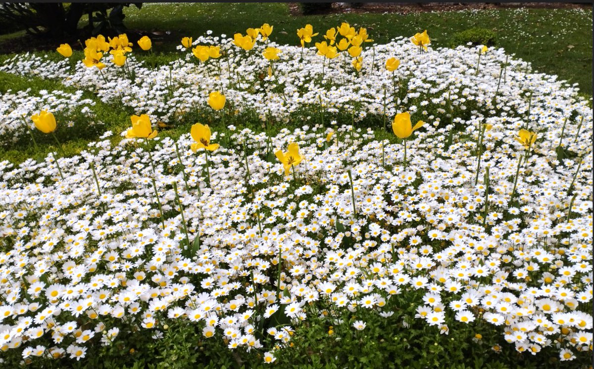 S. Maroto tweet media