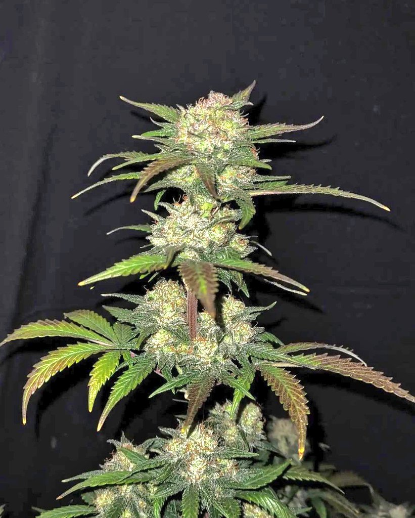 KannabiaSeedsUS's tweet photo. 🍋 LEMON HAZE AUTO 🌸 de #KannabiaSeeds 🌱 @IntKannabia @Kannabia_Samen @KannabiaSeeds
🤩💘🧡💚

ℹ️ #LemonHazeAuto #seeds ➡️ 
https://t.co/n7MRQ46C1t

#Autoflower 🌻
Super Silver Haze x Lemon Skunk x Ruderalis.
Sativa dominant hybrid

-20% OFF‼️

#cannabisseeds #420community https://t.co/jgWOjR8IEi