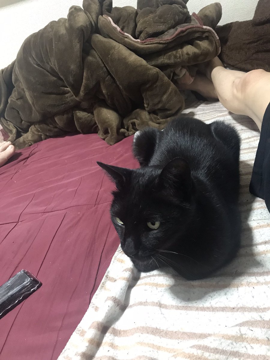 野良猫が不法侵入してくるようになった
