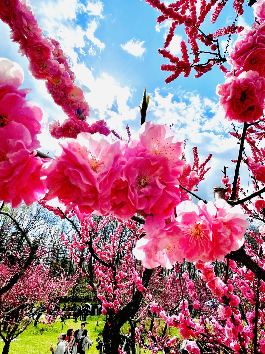 札幌平岡公園に行って来たよ！梅の香りが心地良かった！

5月11日札幌スタレビライブ！
5月24日テアトロンライブ！テアトロンは初めてで、今から興奮してます🤩
行かれるみなさんよろしくです😊