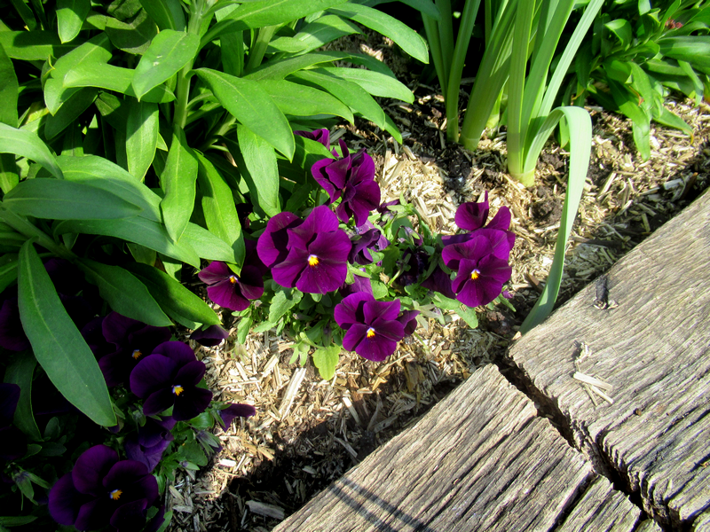 bulle_psy's tweet image. Bonjour les Twittos : bonne semaine à tous 🍀

#lundifleuri  #NaturePhotography  #printemps