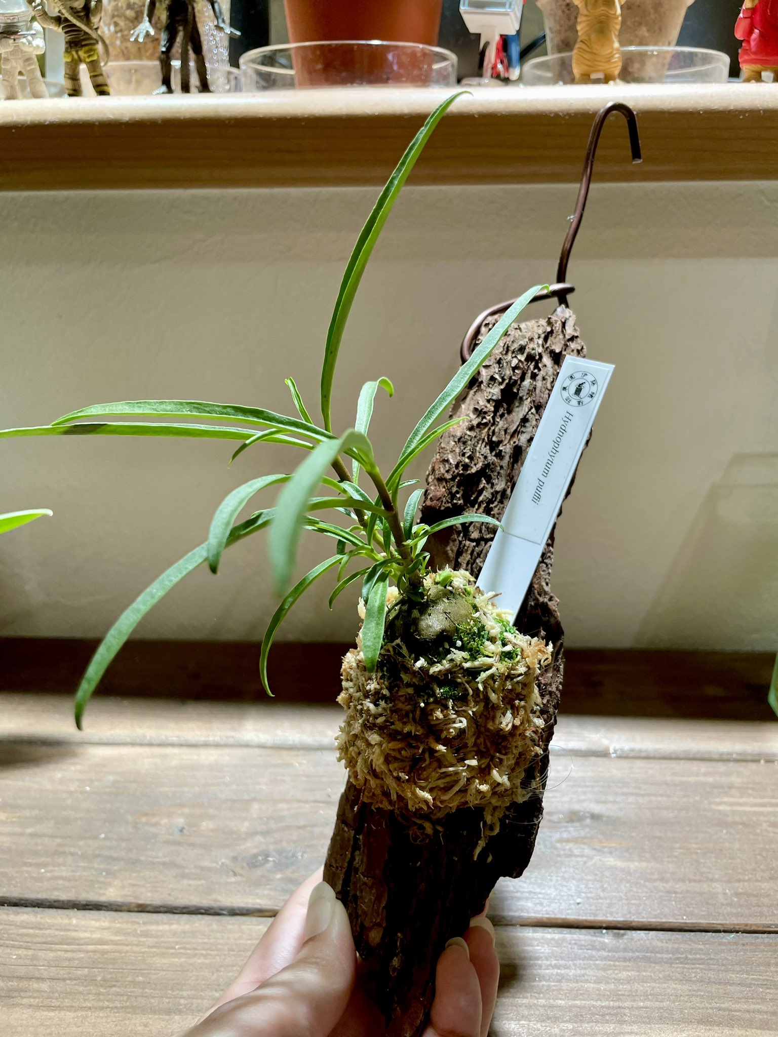 あり植物 Hydnophytum puffii 着生 あり植物 Hydnophytum puffii 着生 - メルカリ