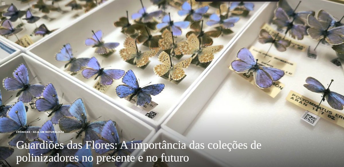 #TETTRIsEU Satellite ARCADE is getting famous in Portugal! 🇵🇹 Muitos Parabems!
wilder.pt/naturalistas/g…

#polinizadores