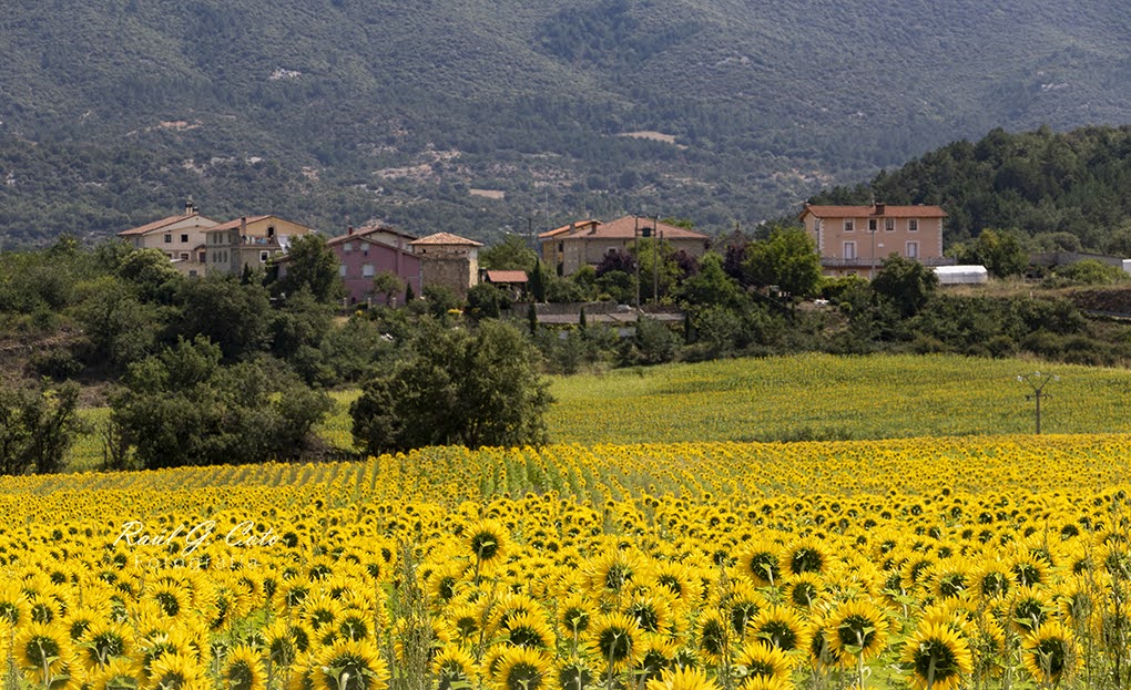 RaulGCoto's tweet image. Santa Coloma (Burgos) #field #flowerpower #floweroflife #hillsong #flowerclass #flowerdog #flowercakeclass #flowerdecorations #ruralarea #plantsmakepeoplehappy® #floweraccessories #flowersph #nature #instalandscape  #merindades @Burgosenelmundo @BurgosTur @CyLEsVida