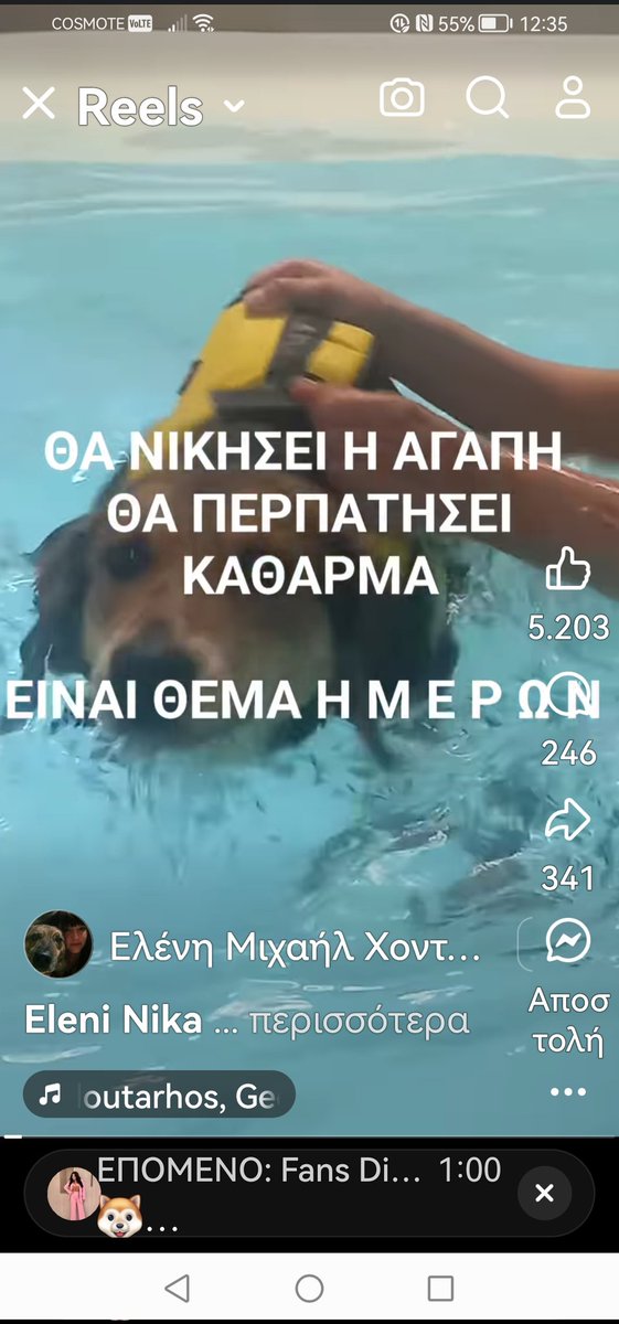 ‼️‼️‼️‼️‼️‼️Εσύ που την βασανίσεις κ την πέταξες σε ένα ρέμα για να πεθάνει κοίταξε την κτήνος. Η αγάπη των εθελοντών κ η φροντιδα τους την ανέστησε. Η μικρη  Λητώ άνθισε. Η Αγάπη κάνει θαύματα. 🐕🐾✌️✌️✌️✌️✌️✌️✌️✌️