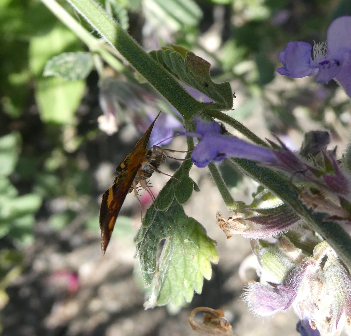 dvanduuren1's tweet photo. May Moths Photo Challenge
from: Theo
Today's Choice:
- Mint Moth -
#MeiMotten #Muntvlinder #photochallenge #fun #inspirational #MintMoth #NaturePhotography #NatureLovers #colorful #NatureBeauty https://t.co/4YTJ8arhht