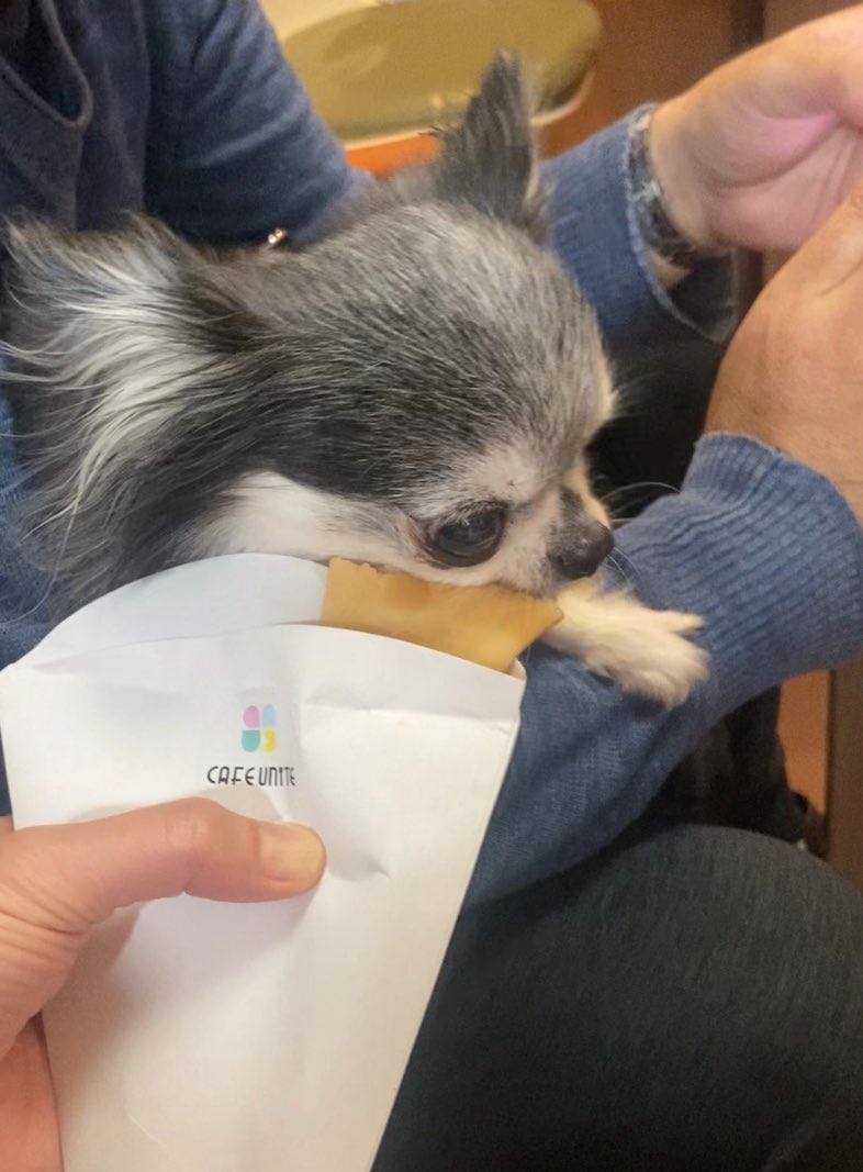 miyanshonchan's tweet photo. 月島のカフェユニテさんで、ワンコもOKなクレープを焼いてもらったよ🐶💖

「パクッと一口、美味しくて大満足でち🤍✨」

一緒にカフェタイム楽しめて幸せ～！☕️ #カフェユニテ #ワンコとカフェ #クレープ #月島 https://t.co/poPlxKRooK
