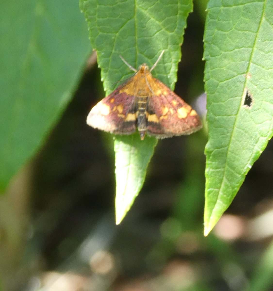 dvanduuren1's tweet photo. May Moths Photo Challenge
from: Theo
Today's Choice:
- Mint Moth -
#MeiMotten #Muntvlinder #photochallenge #fun #inspirational #MintMoth #NaturePhotography #NatureLovers #colorful #NatureBeauty https://t.co/4YTJ8arhht