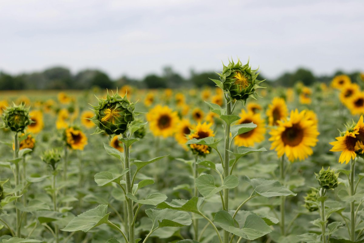 🌿Join our upcoming online #symposium "Sustainable Land Use and Land Management: Emerging Trends, Current Challenges, and European Solutions" on May 16, 9:00-13:40h (CEST).
Find out more: europe-land.eu/event/online-s…
#Landuse #Sustainability #EuropeLAND #CINEA #HorizonEurope