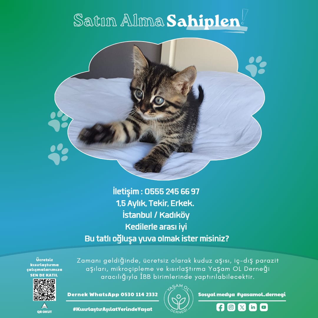 yasamol_dernegi's tweet photo. Onları Sokakta yaşamaya mahkum etme! Onlara yuvanı açarak #yasamol
#satinalmasahiplen
#aymyasayıiptalet
#KısırlaştırAşılatYerindeYaşat
#yavrukedisehiplendirme https://t.co/sVMwEv0TV0