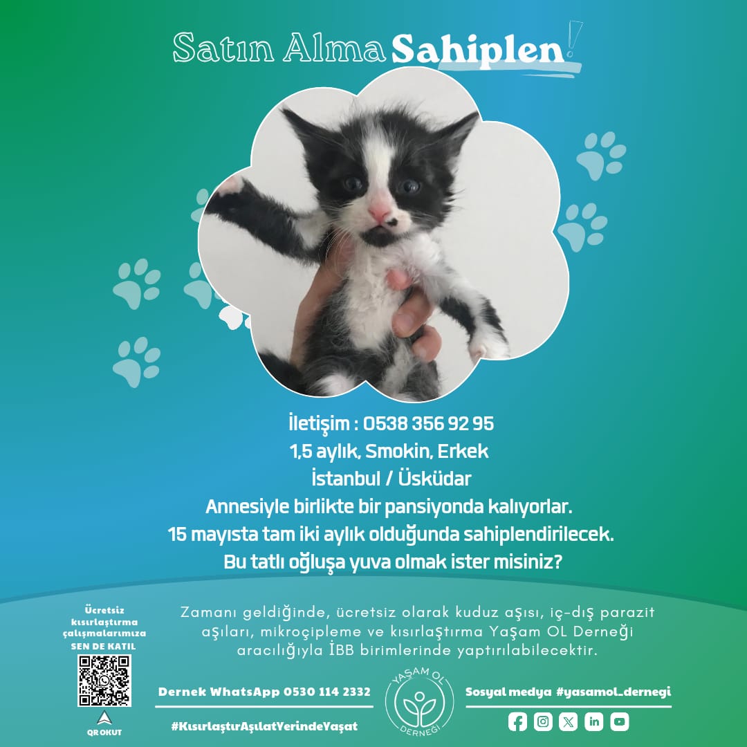 yasamol_dernegi's tweet photo. Onları Sokakta yaşamaya mahkum etme! Onlara yuvanı açarak #yasamol
#satinalmasahiplen
#aymyasayıiptalet
#KısırlaştırAşılatYerindeYaşat
#yavrukedisehiplendirme https://t.co/sVMwEv0TV0