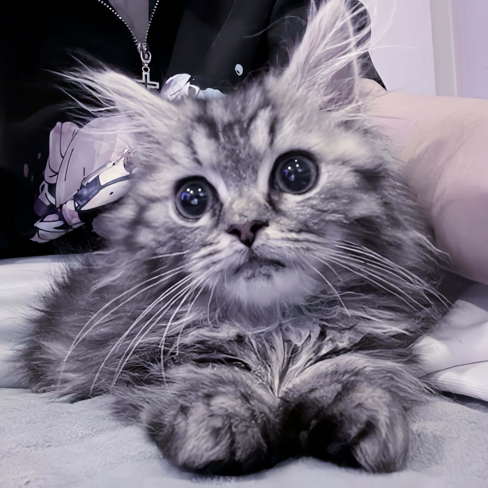 ねこ様 ♱黒野京♱ on X: 