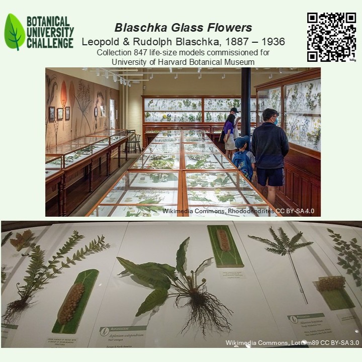 Glass used for models of plants (and marine animals). Leopold &amp; Rudolf Blaschka, 1887 - 1936. Glass lampwork, wire, paint.  Some examples in European museums. Collection of 847 commissioned for University of Harvard Botanical Museum. Look very like real plants. #BUC2025