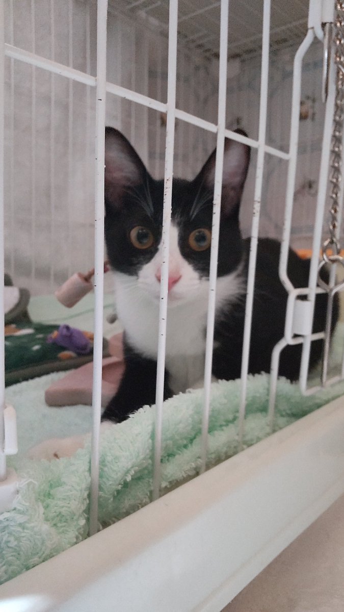 meemoru1's tweet photo. こどもの日なので
トライアルの頃のふくちゃん
生後４カ月位

#子どもの日 
#猫のいる暮らし𓏲𓎨 https://t.co/GiqkbkveUj