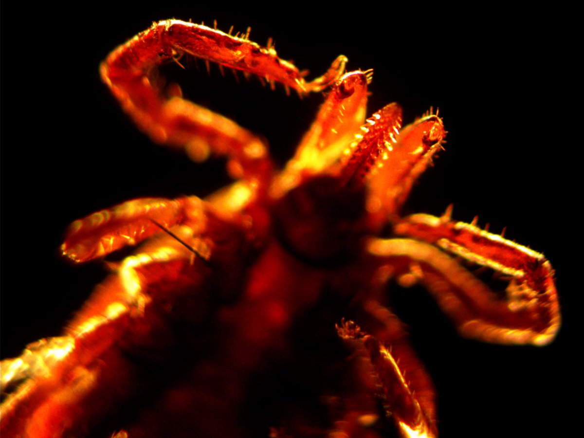 Peptidoglycans from the Lyme disease pathogen B. burgdorefi may act as antigens that trigger long-term complications such as Lyme arthritis by accumulating and persisting in the liver, according to a new <a href="/ScienceTM/">Science Translational Medicine</a> study involving mice. 

📄: scim.ag/4joIMst