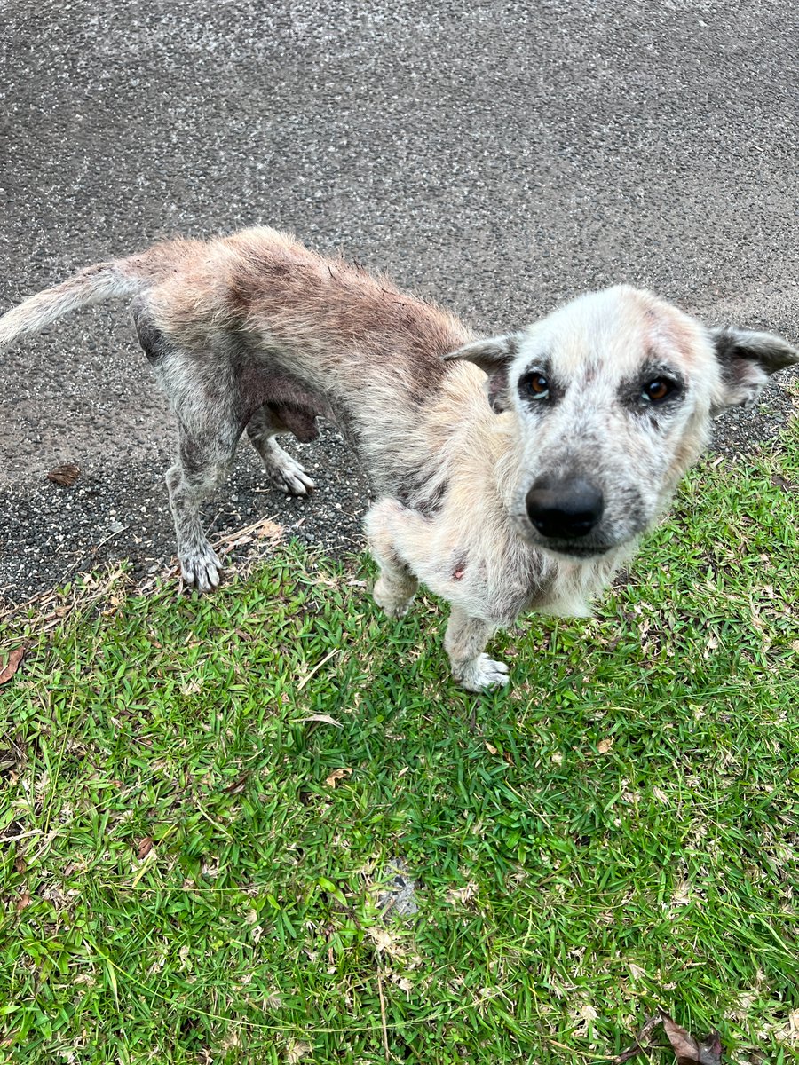 #International
🇵🇫 1600 chiens et chats stérilisés en Polynésie

🐶 🐱 À Huahine, de janvier 2024 à avril 2025, près de 1600 chiens et chats ont été stérilisés grâce à notre aide par l’association A Ti’a Mataira sur la petite île de Huahine à Tahiti.

Ce projet innovant en